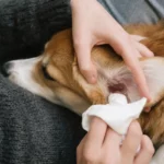 Pet Ear Health Cleaning