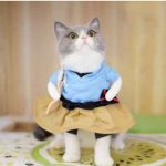 Cat Fancy Dress Outfits