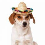 Pet Mini-Mexican Hat Online