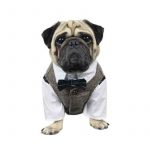 Pet Wedding Suit Online