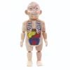 Children's Enlightenment Science And Education Human Organ Model Assembly Toy