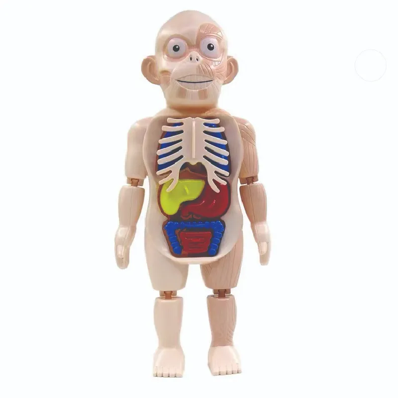 Children's Enlightenment Science And Education Human Organ Model Assembly Toy